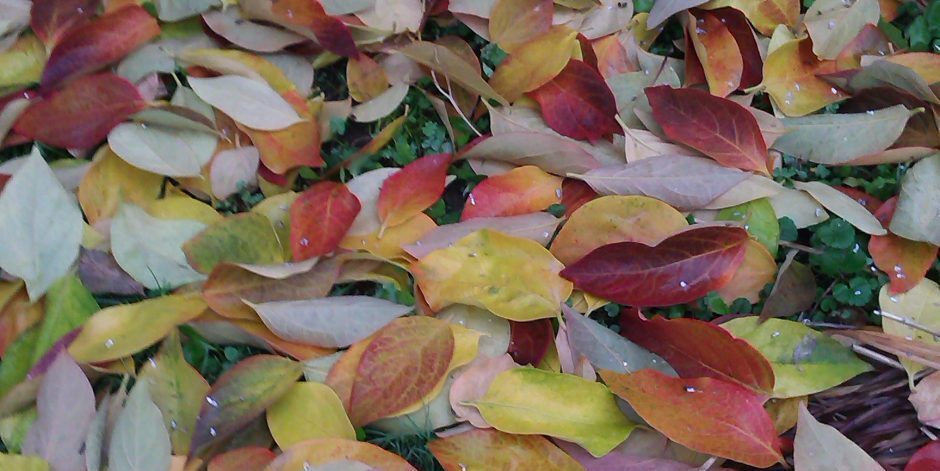 Atelier Écritures Onex